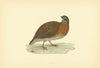 Quail. Morris's British Birds. Antique colour print 1903 old