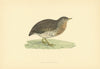 Andalusian Quail. Morris's British Birds. Antique colour print 1903 old