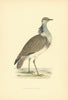 Macqueen's Bustard. Morris's British Birds. Antique colour print 1903