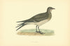 Pratincole. Morris's British Birds. Antique colour print 1903 old