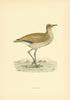 Courser. Morris's British Birds. Antique colour print 1903 old