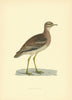 Great Plover. Morris's British Birds. Antique colour print 1903 old