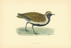 Golden Plover. Morris's British Birds. Antique colour print 1903
