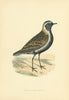 Lesser Golden Plover. Morris's British Birds. Antique colour print 1903