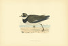 Ringed Dotterel. Morris's British Birds. Antique colour print 1903 old