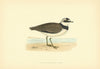 Little Ringed Dotterel. Morris's British Birds. Antique colour print 1903