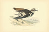 Killdeer Plover. Morris's British Birds. Antique colour print 1903 old