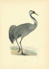 Crane. Morris's British Birds. Antique colour print 1903 old