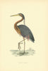Purple Heron. Morris's British Birds. Antique colour print 1903 old