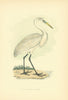 Great White Heron. Morris's British Birds. Antique colour print 1903 old