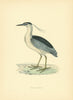 Night Heron. Morris's British Birds. Antique colour print 1903 old