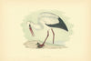 White Stork. Morris's British Birds. Antique colour print 1903 old