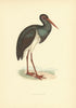 Black Stork. Morris's British Birds. Antique colour print 1903 old