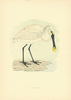 Spoonbill. Morris's British Birds. Antique colour print 1903 old