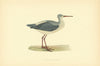 Spotted Redshank. Morris's British Birds. Antique colour print 1903 old