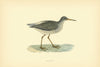 Redshank. Morris's British Birds. Antique colour print 1903 old