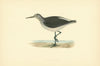 Green Sandpiper. Morris's British Birds. Antique colour print 1903 old