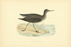 Solitary Sandpiper. Morris's British Birds. Antique colour print 1903
