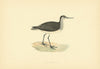 Wood Sandpiper. Morris's British Birds. Antique colour print 1903 old