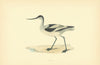 Avocet. Morris's British Birds. Antique colour print 1903 old