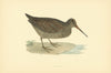 Woodcock. Morris's British Birds. Antique colour print 1903 old