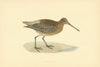 Brown Snipe. Morris's British Birds. Antique colour print 1903 old