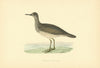 Bartram's Sandpiper. Morris's British Birds. Antique colour print 1903