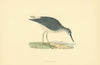 Yellow-Shanks. Morris's British Birds. Antique colour print 1903 old