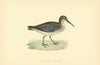 Broad-billed Sandpiper. Morris's British Birds. Antique colour print 1903