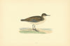 Peep. Morris's British Birds. Antique colour print 1903 old
