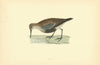 Dunlin. Morris's British Birds. Antique colour print 1903 old