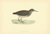 Purple Sandpiper. Morris's British Birds. Antique colour print 1903 old
