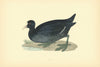 Coot. Morris's British Birds. Antique colour print 1903 old