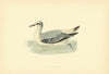 Grey Phalarope. Morris's British Birds. Antique colour print 1903 old