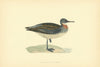 Red-necked Phalarope. Morris's British Birds. Antique colour print 1903