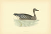 Bean Goose. Morris's British Birds. Antique colour print 1903 old