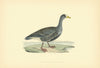 Little White-fronted Goose. Morris's British Birds. Antique colour print 1903