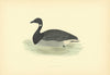 Brent Goose. Morris's British Birds. Antique colour print 1903 old