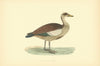 Egyptian Goose. Morris's British Birds. Antique colour print 1903 old
