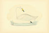 Hooper. Morris's British Birds. Antique colour print 1903 old