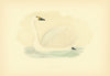 Bewick's Swan. Morris's British Birds. Antique colour print 1903 old