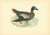 Blue-winged Teal. Morris's British Birds. Antique colour print 1903 old