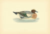 Wigeon. Morris's British Birds. Antique colour print 1903 old