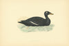Velvet Scoter. Morris's British Birds. Antique colour print 1903 old