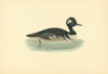 Hooded Merganser. Morris's British Birds. Antique colour print 1903 old