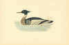 Red-breasted Merganser. Morris's British Birds. Antique colour print 1903