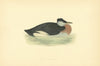 Red-Necked Grebe. Morris's British Birds. Antique colour print 1903 old