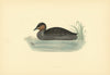 Dabchick. Morris's British Birds. Antique colour print 1903 old