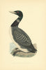White-billed Northern Diver. Morris's British Birds. Antique colour print 1903