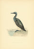 Black-Throated Diver. Morris's British Birds. Antique colour print 1903